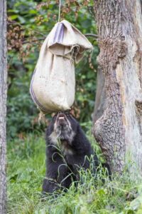 bear with food bag