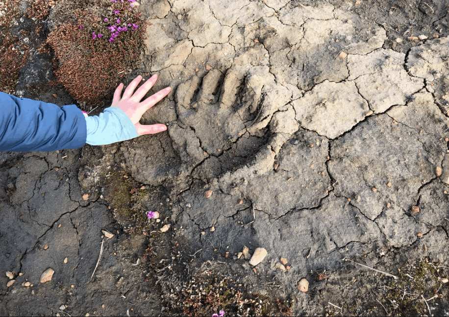 Bear footprint next to women's hand