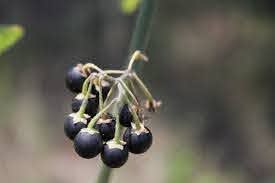 wild poisonous berries