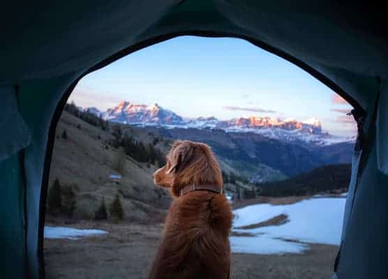 Dog outside of a camping tent