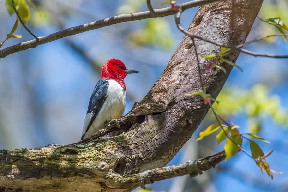 Red Headed Woodpecker in Sheldon Marsh Trail, Huron, Ohio, USA.