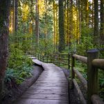 a wooden walkway in a forest.