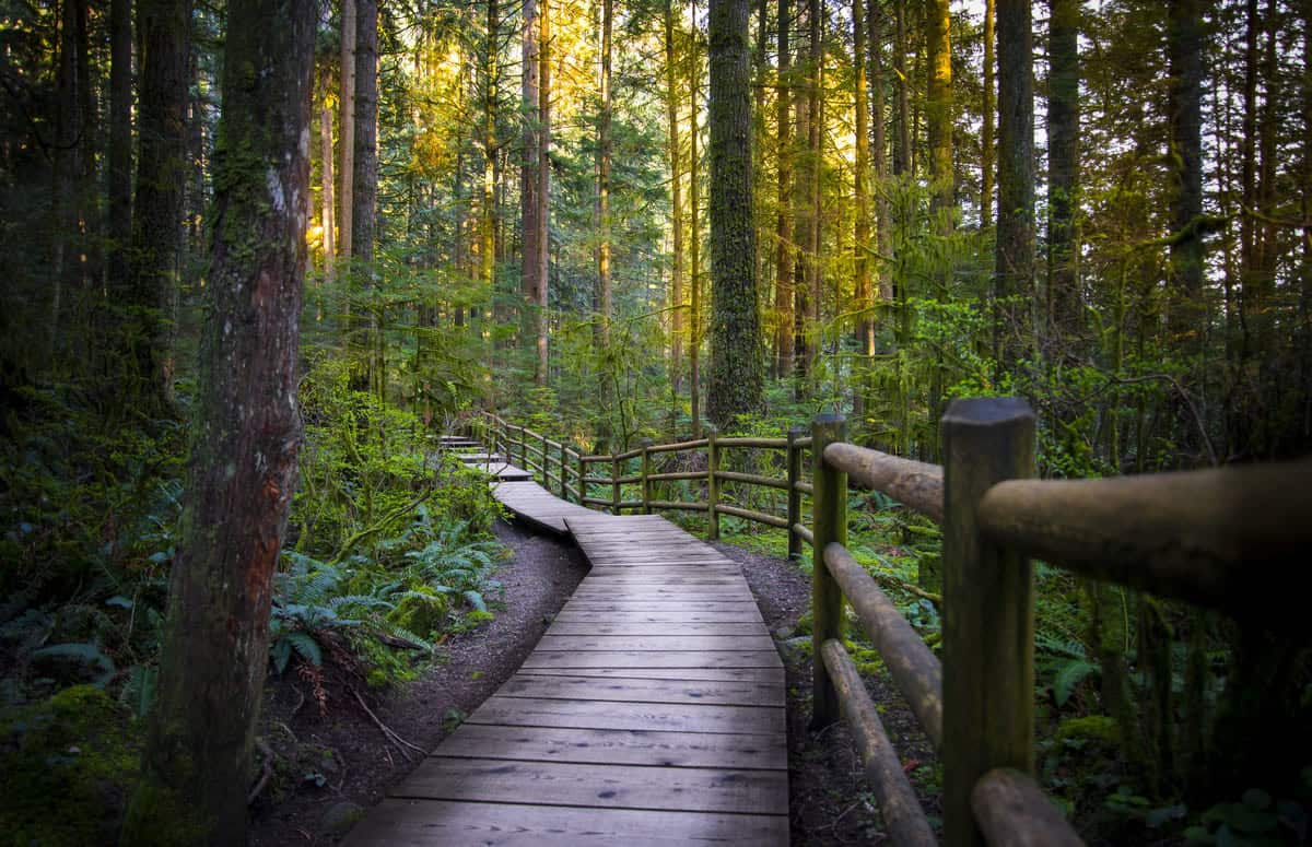a wooden walkway in a forest.