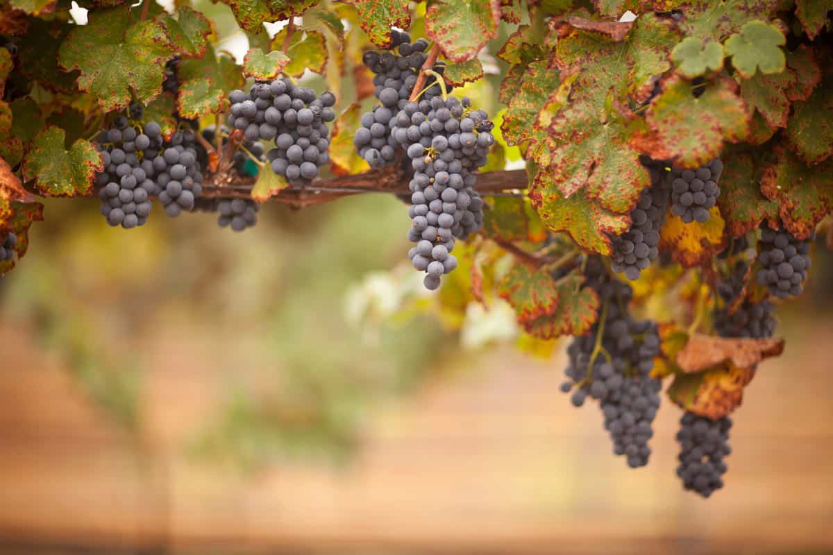 Lush, Ripe Wine Grapes on the Vine.