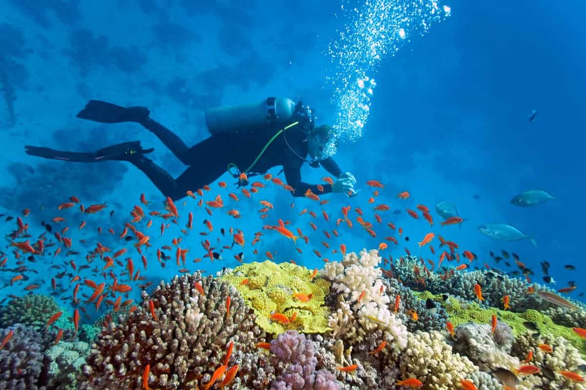 a scuba diver swimming under water with fish.