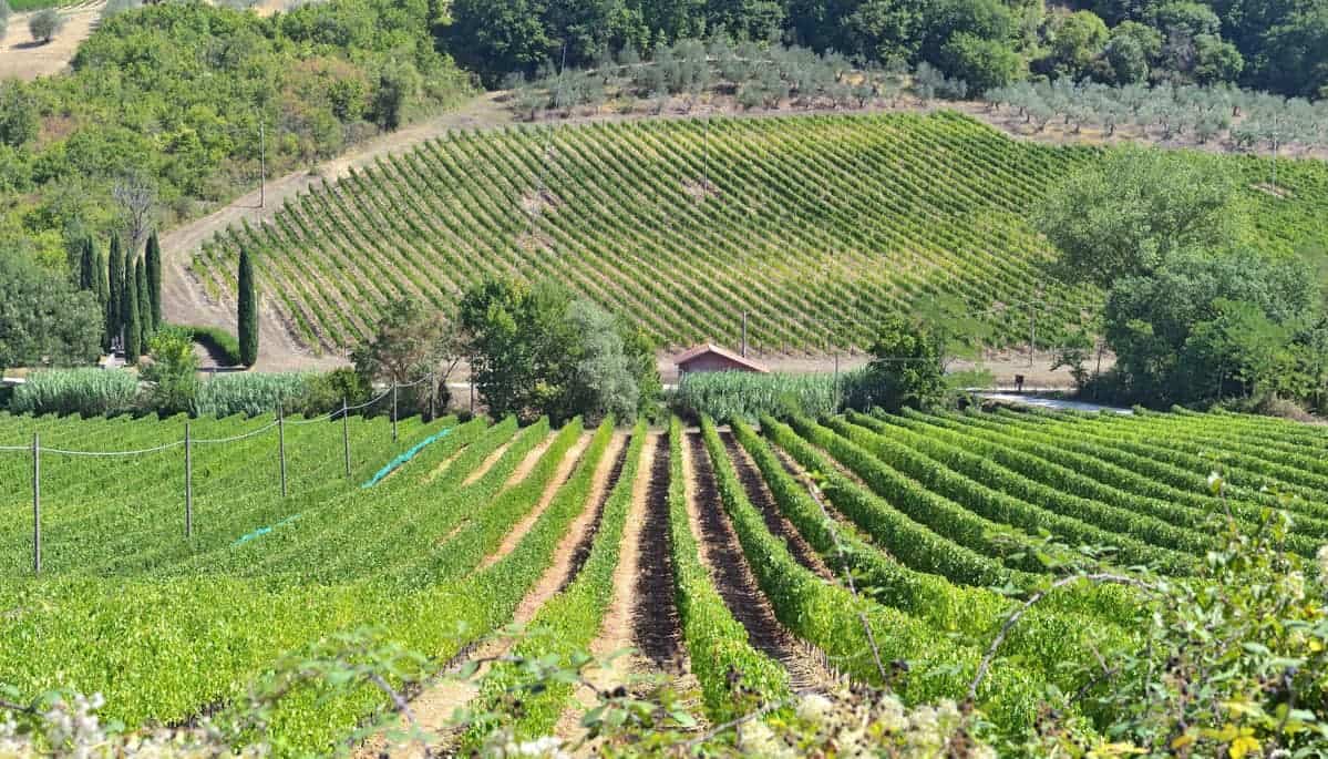 Vineyard growing on a hill.